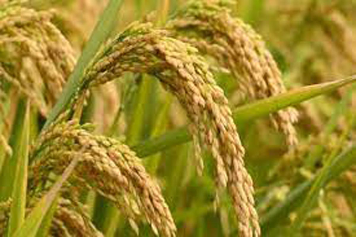 Nawalpur sees rise in winter paddy harvest